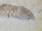 Franconipenaeus meyeri OPPEL 1862 - Bild © FossNet FossilienStore